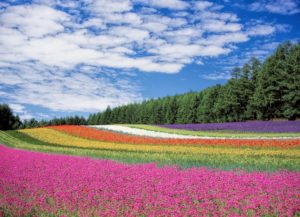happy sabbath images with flowers